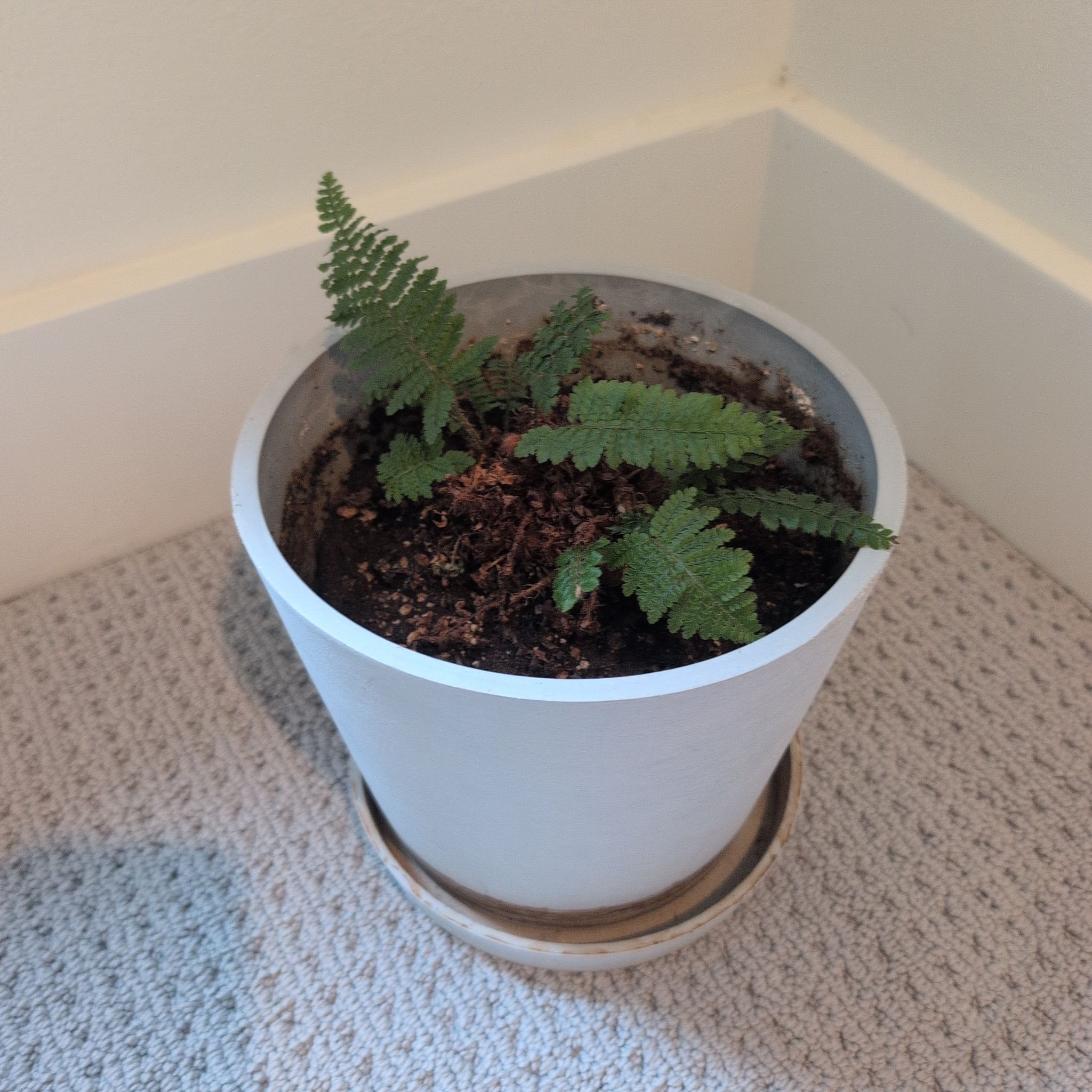 Photo of the plant species Japanese Lace Fern by @PrinceHorsemint named Fernie Sanders on Greg, the plant care app
