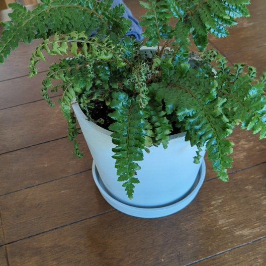 Photo of the plant species Japanese Lace Fern by @PrinceHorsemint named Fernie Sanders on Greg, the plant care app