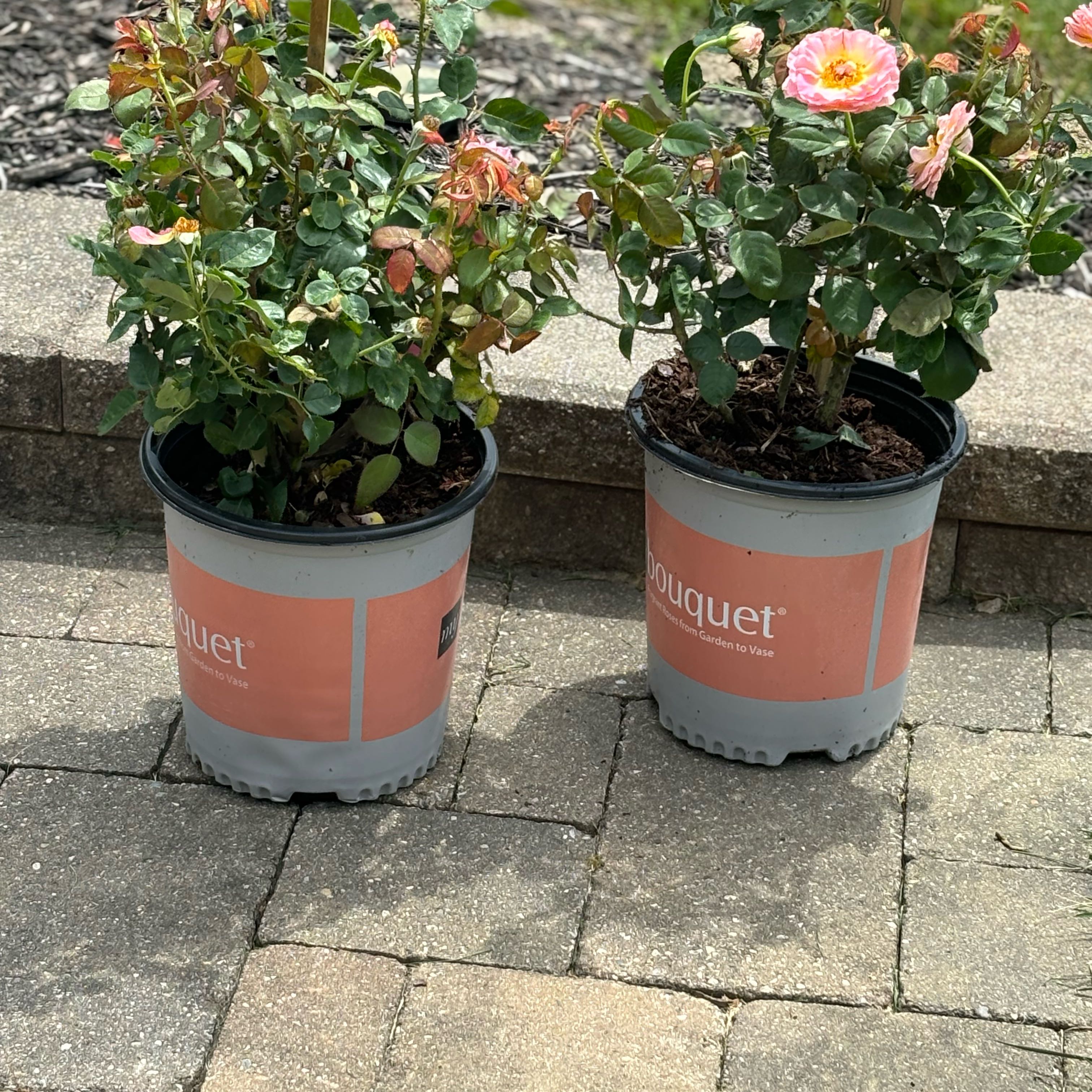 Photo of the plant species Julie Andrews Tea Rose by @EnduringRose named Jules on Greg, the plant care app