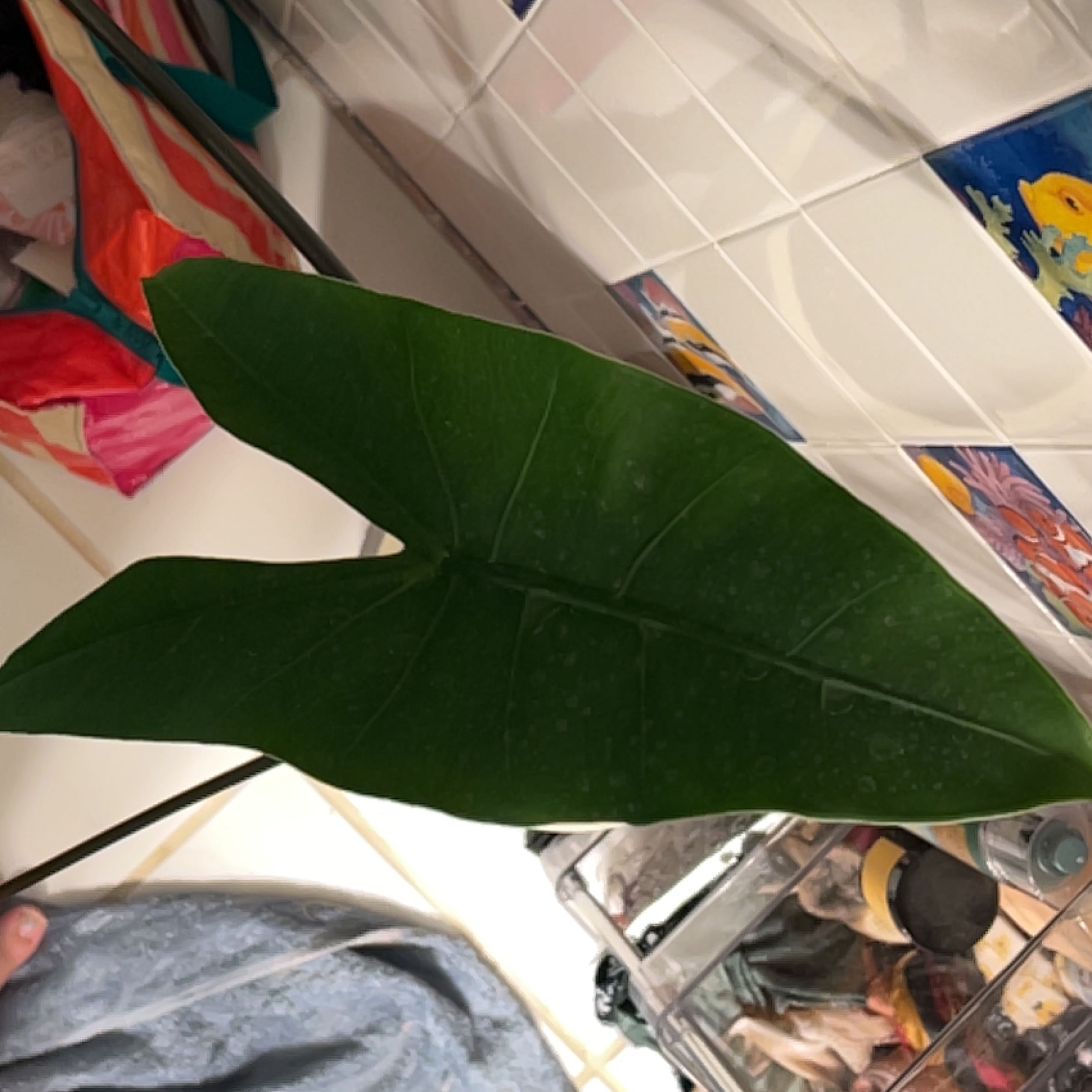 Photo of the plant species Alocasia 'Black Stem' by @zephvrr named Aristotle on Greg, the plant care app