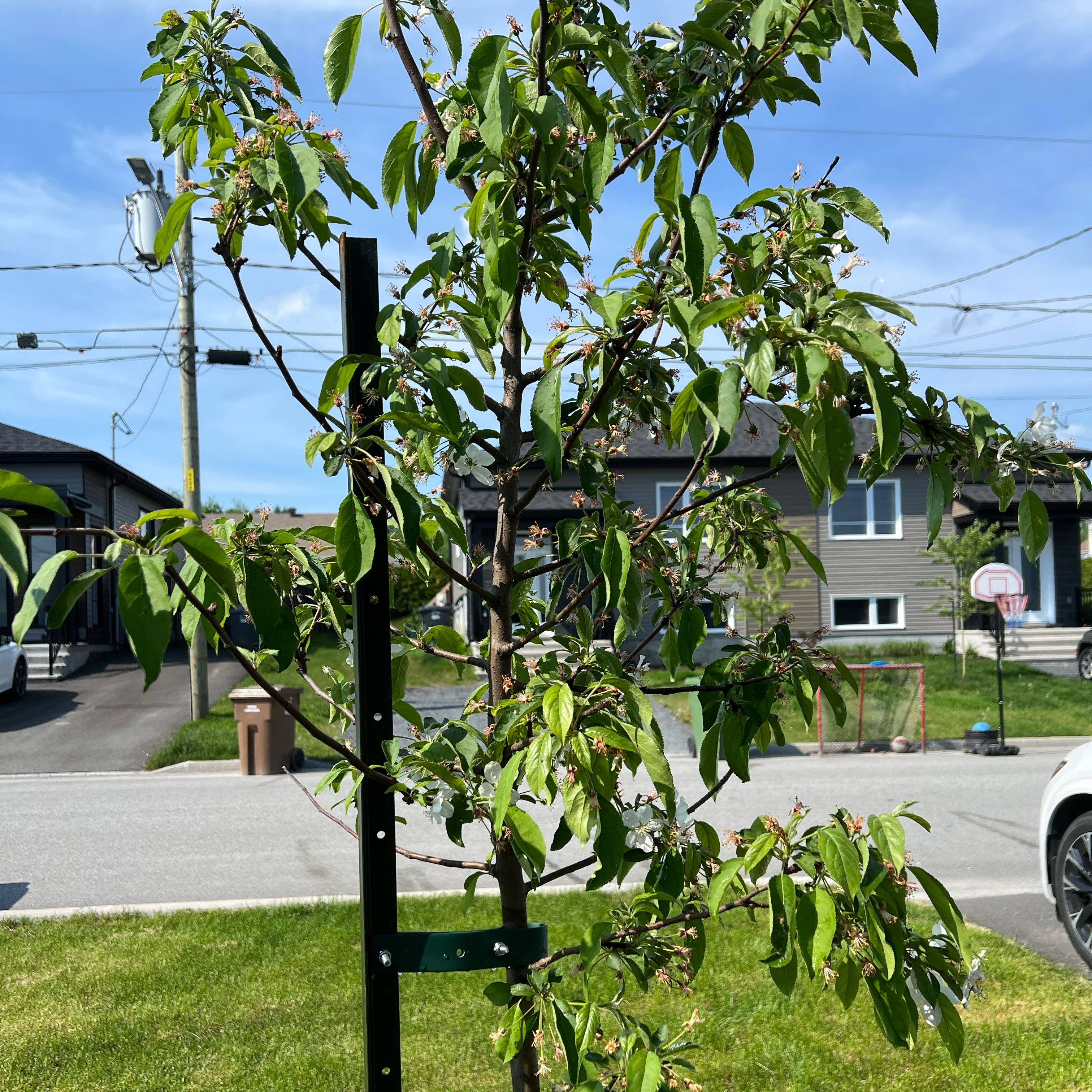 Photo of the plant species Sweet Crab Apple by @ComicWaterwheel named Kobe on Greg, the plant care app