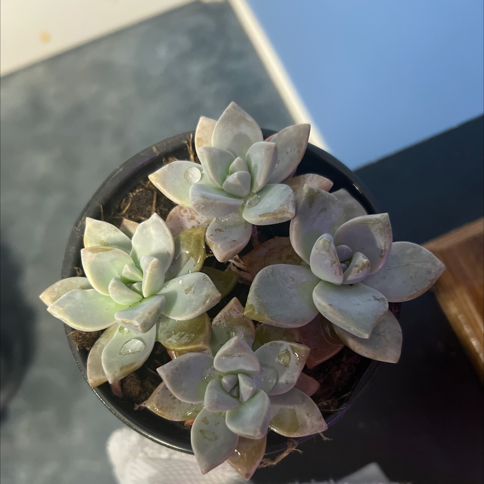 Graptosedum 'Ghosty' plant in a small pot, healthy with plump leaves.
