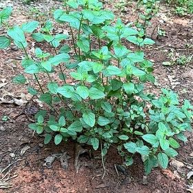 Photo of the plant species Salvia by @Bethlehemsage named Big lips on Greg, the plant care app