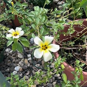 Photo of the plant species White Buttercup by @PrinceEuphorbia named Girlfrond on Greg, the plant care app