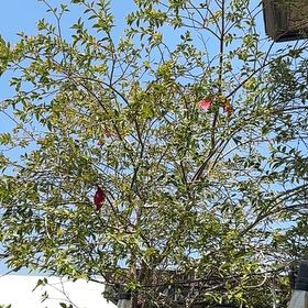 Photo of the plant species Owari Satsuma Mandarin Tree by @LoyalMangeao named Keanu Leaves on Greg, the plant care app