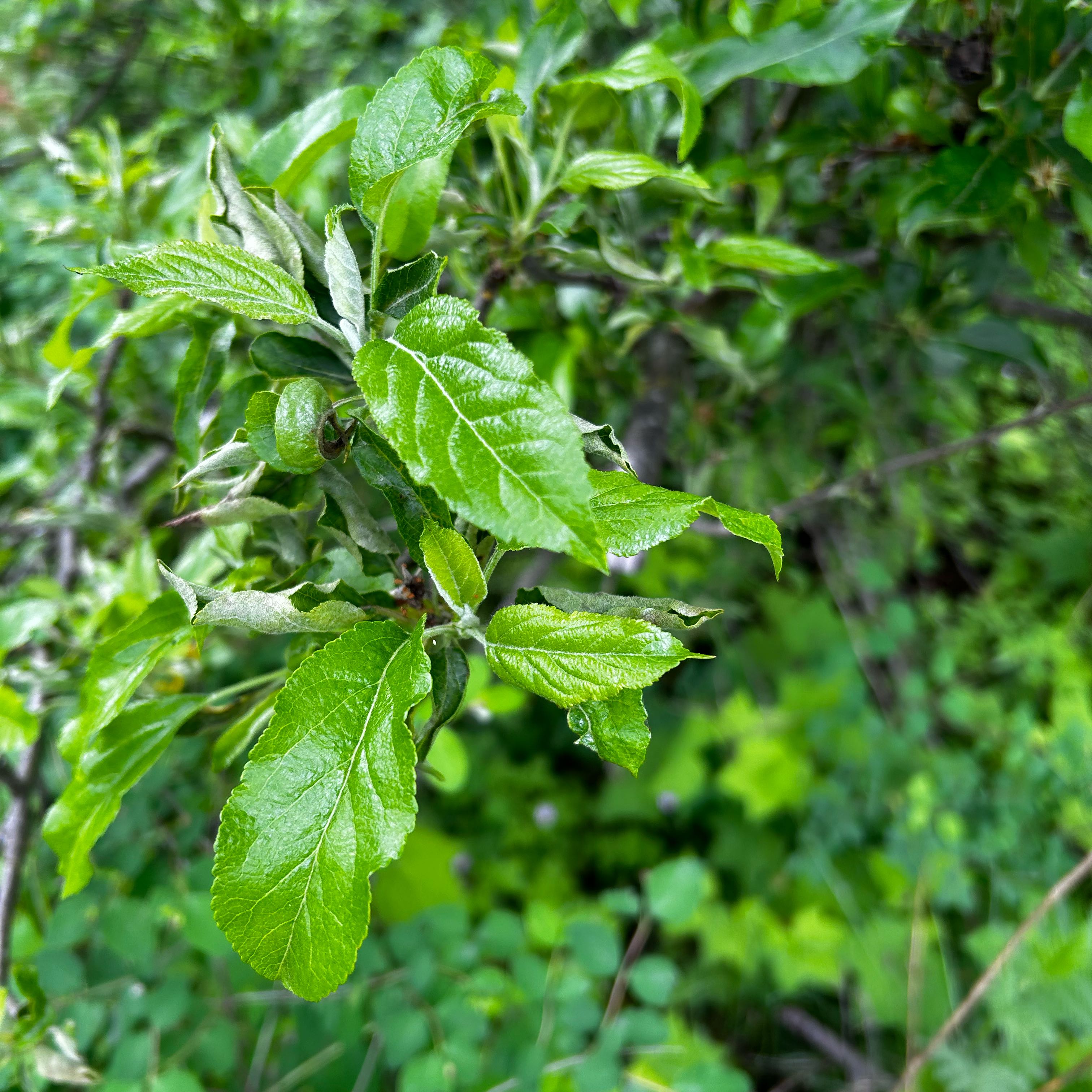 Photo of the plant species Mespilus germanica by @Mossy.Bones named Anne on Greg, the plant care app