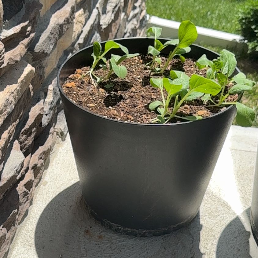 Photo of the plant species Baby Bok Choy by @DeftButterbush named Gaga on Greg, the plant care app