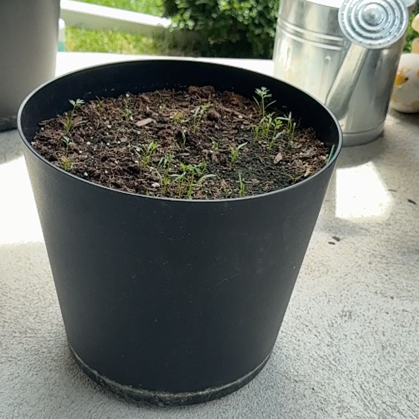 Photo of the plant species Orange Carrot by @DeftButterbush named Delilah on Greg, the plant care app