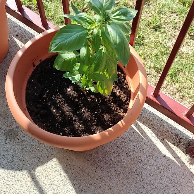 Photo of the plant species Lime Basil by @LadyKaroorose named Lebron on Greg, the plant care app