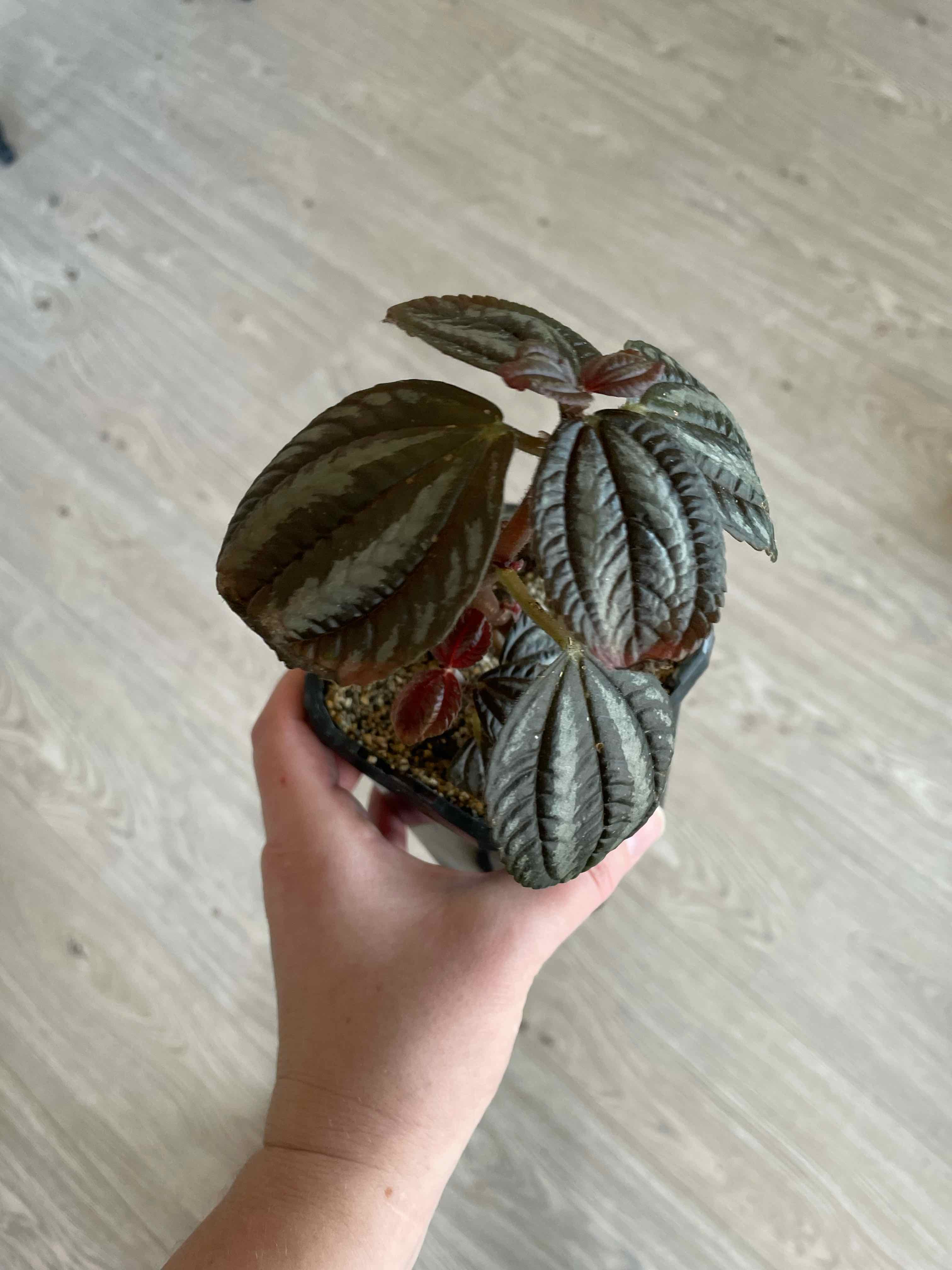 Pilea involucrata 'Norfolk' plant held by a hand, showing healthy leaves.