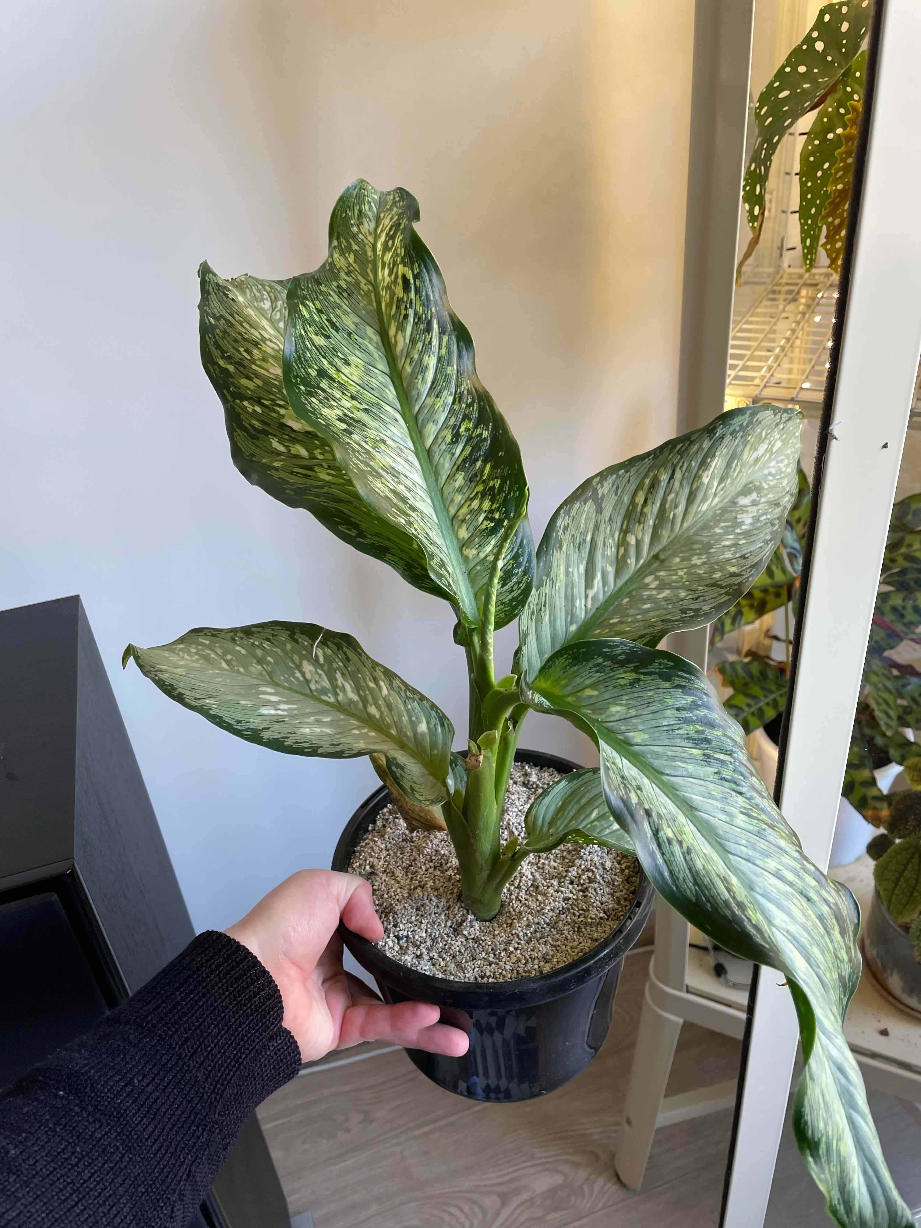 Dieffenbachia 'Memoria Corsii' plant with variegated leaves in a pot, held by a hand.