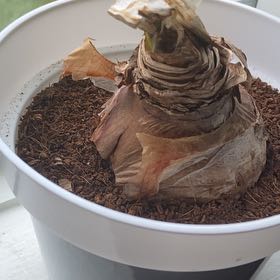 Photo of the plant species Picotee Amaryllis by @ZealKowhai named Homer on Greg, the plant care app