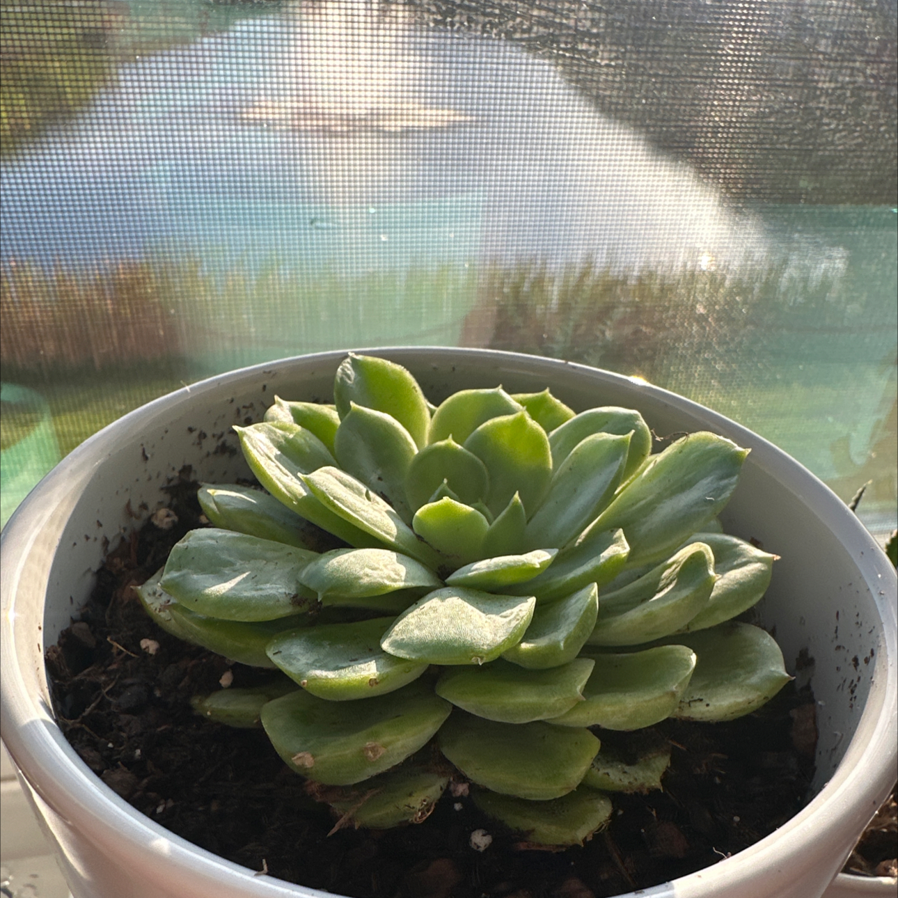 Echeveria 'Lime n' Chile' succulent in a white pot near a window with visible soil.