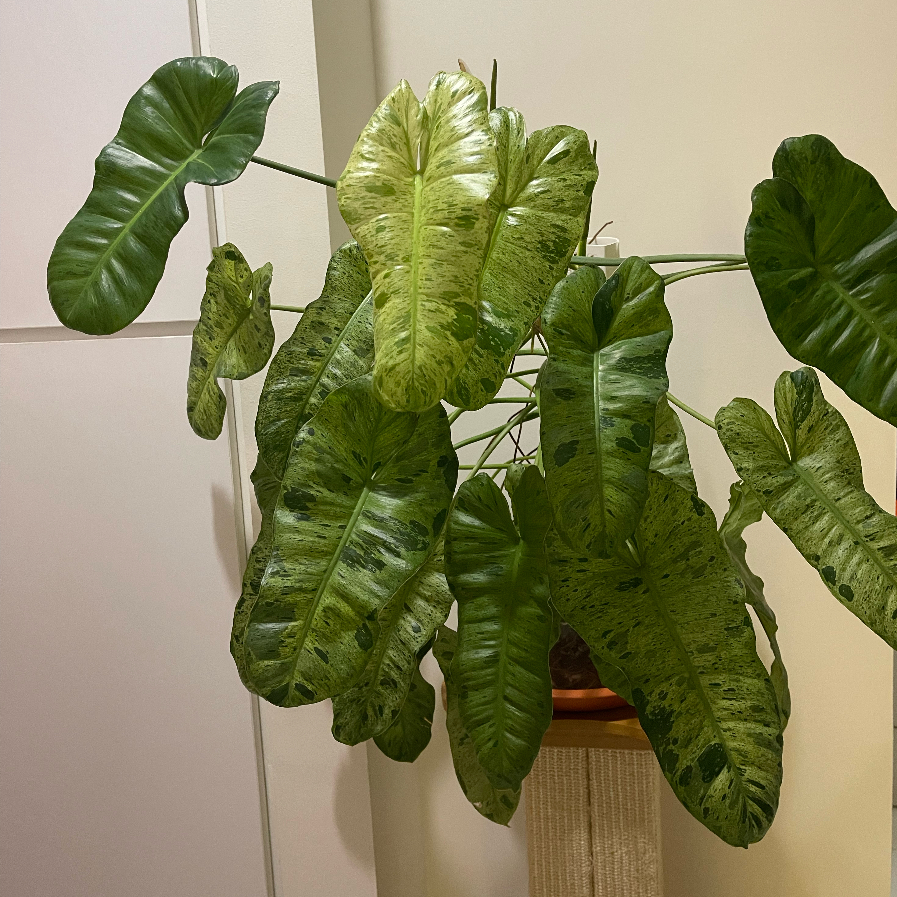Paraiso Verde Philodendron with variegated leaves showing some yellowing and browning.