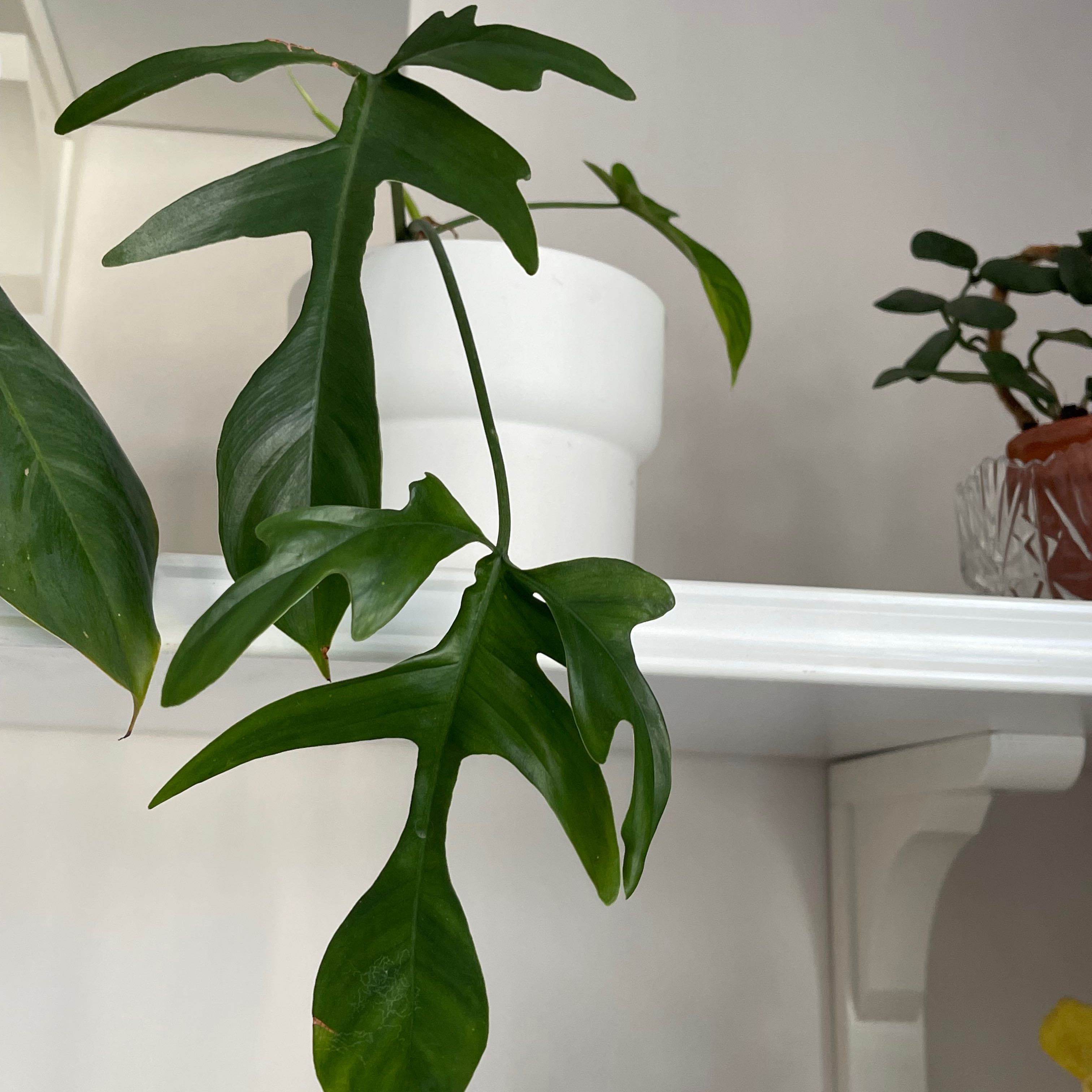 Philodendron Pedatum plant with distinct leaves on a white shelf, other plants in the background.