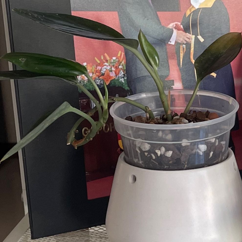 Scindapsus treubii 'Dark Form' plant in a clear plastic pot with visible soil.