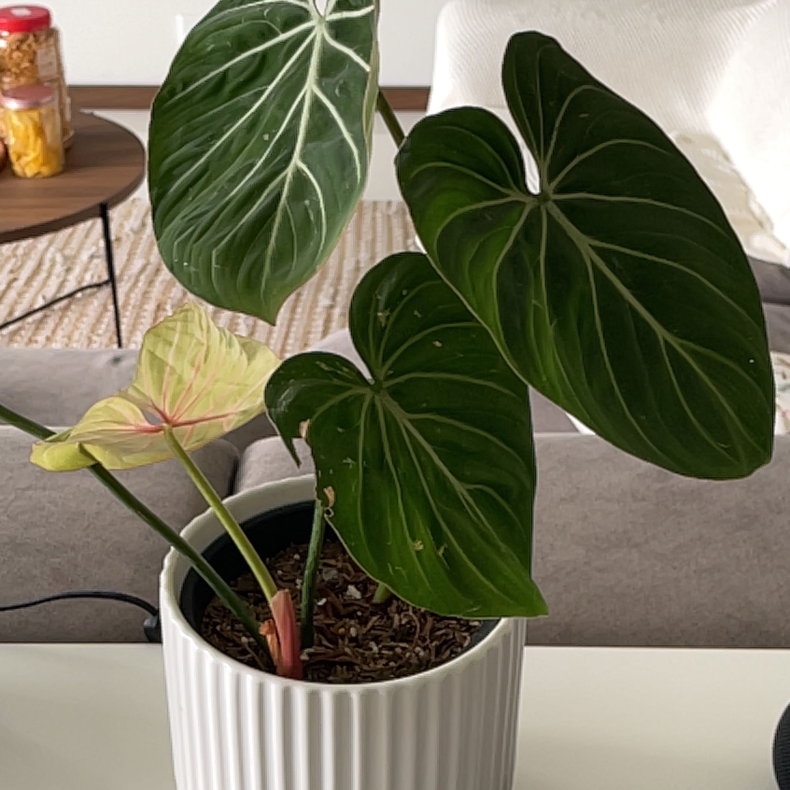 Philodendron gloriosum plant in a white pot with large, dark green leaves and prominent white veins.