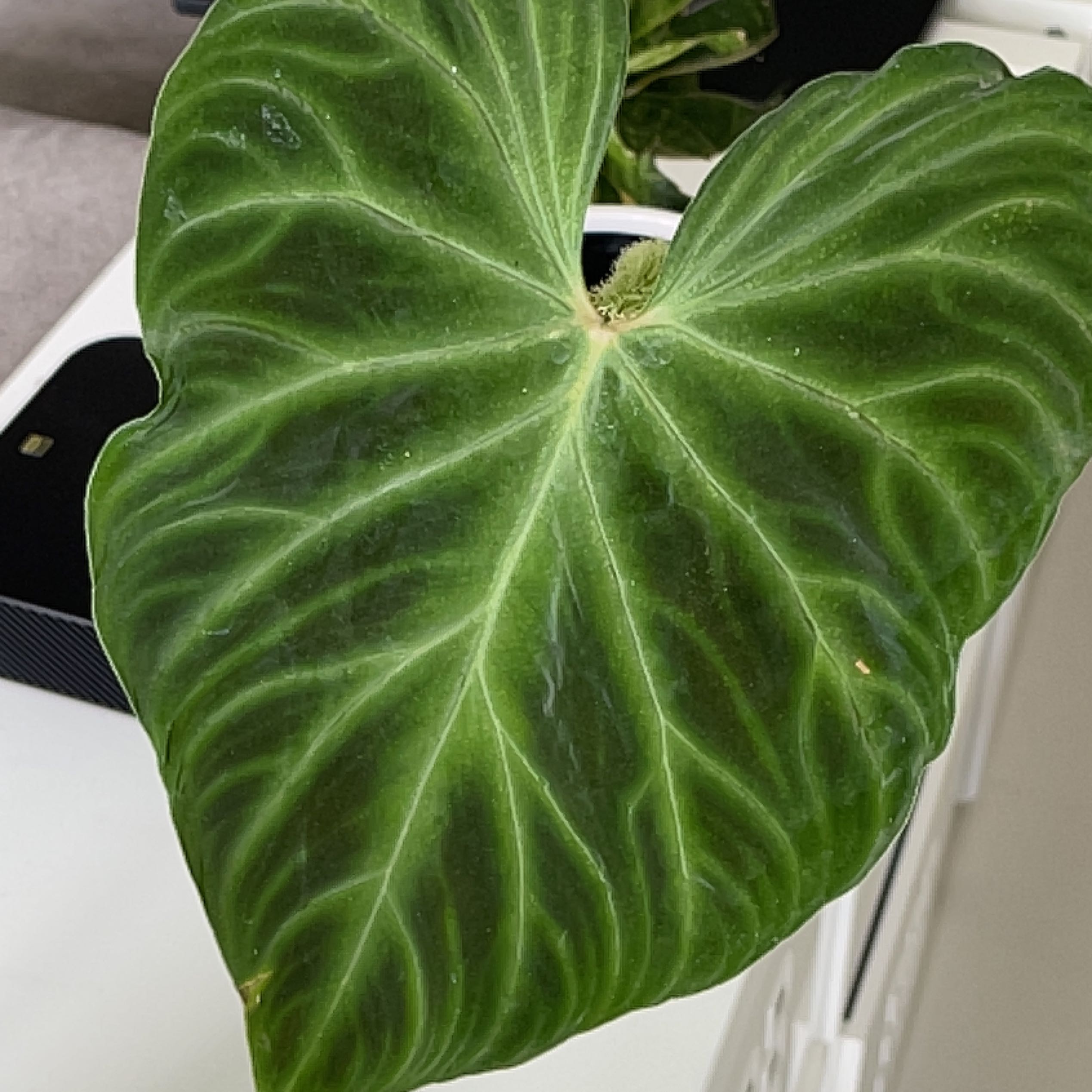 Close-up of a healthy, heart-shaped leaf of an Ecuador Philodendron.