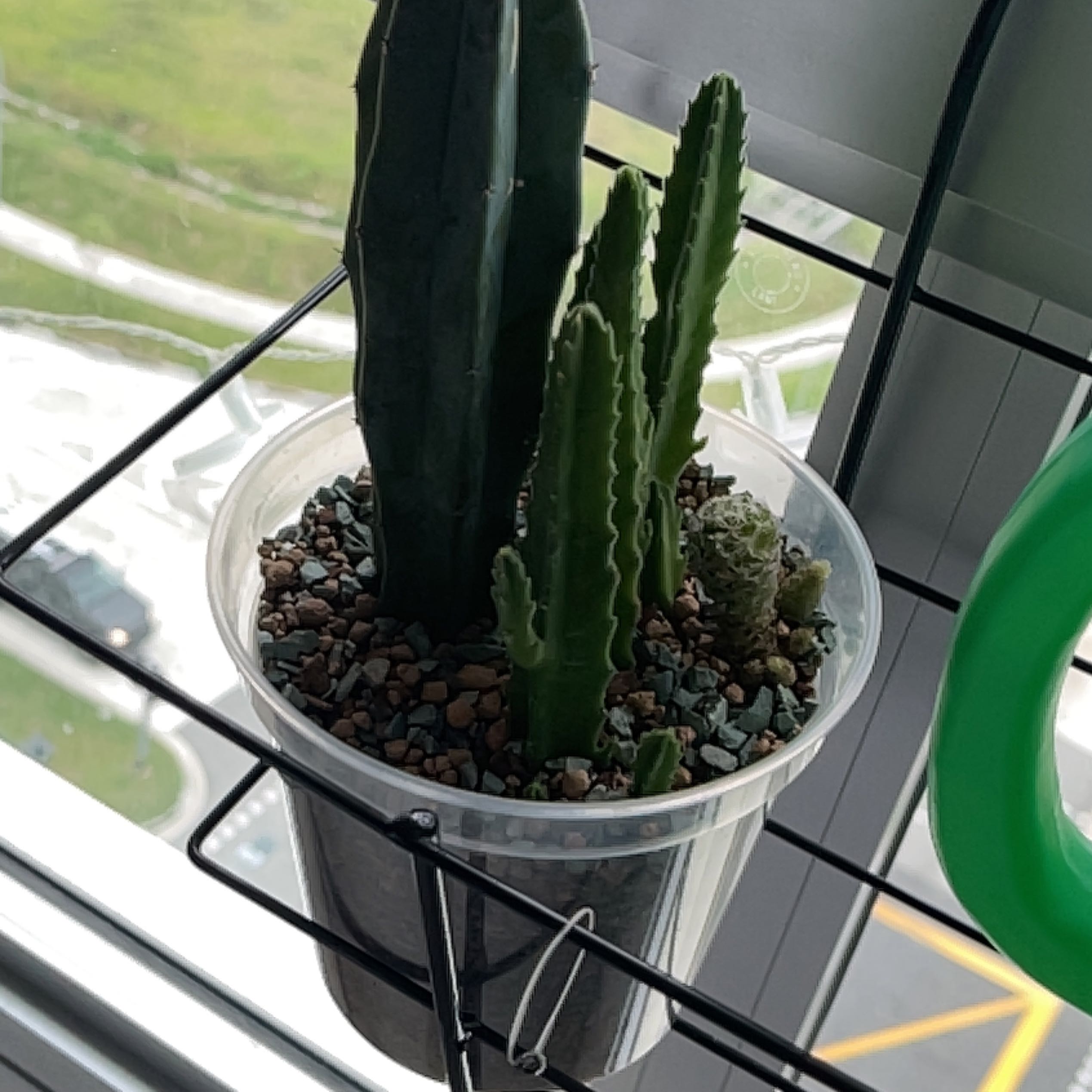Peanut Cactus in a plastic pot with gravel on the soil surface, placed on a shelf.