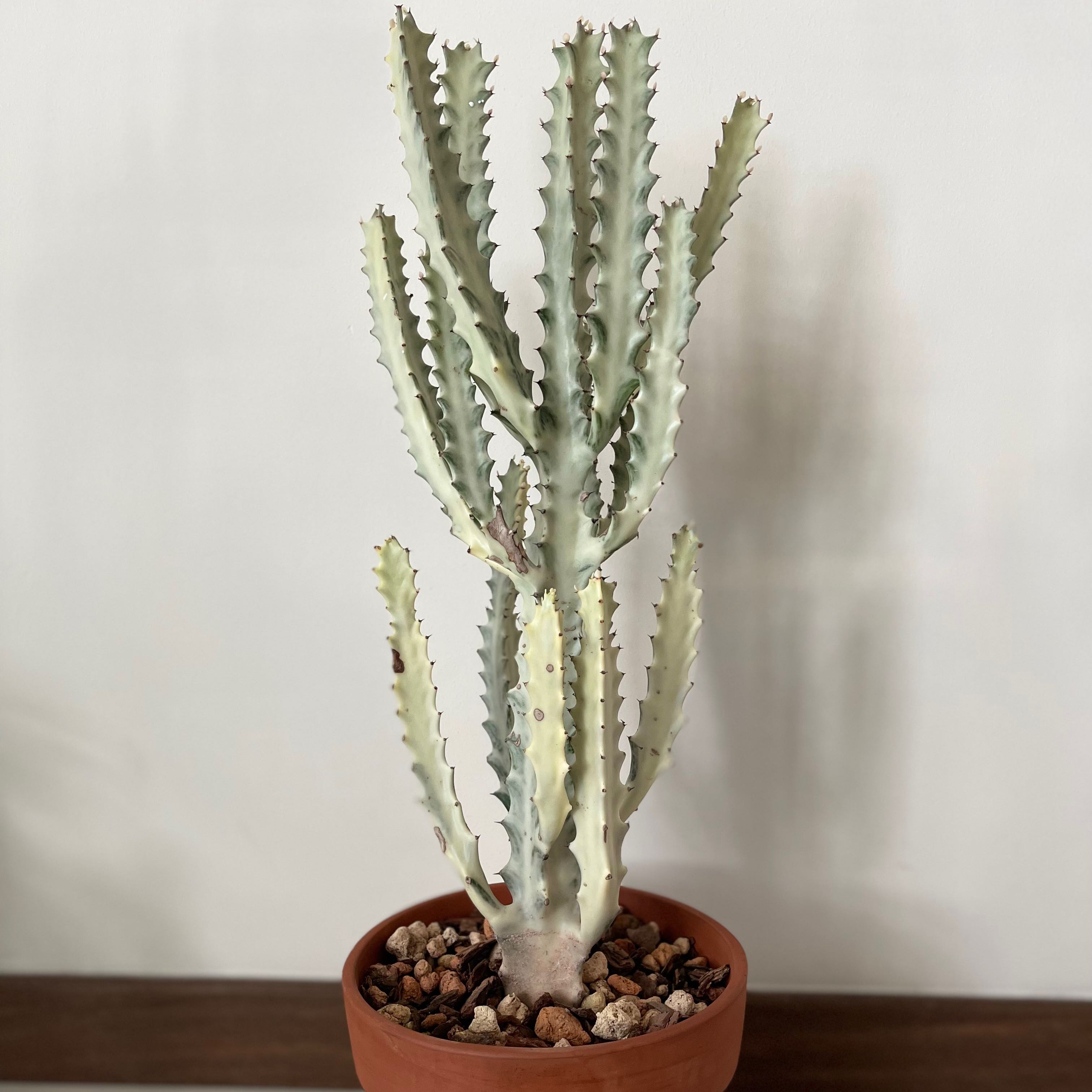 Photo of the plant species White Ghost Cactus by @Mrsaa named Duke on Greg, the plant care app