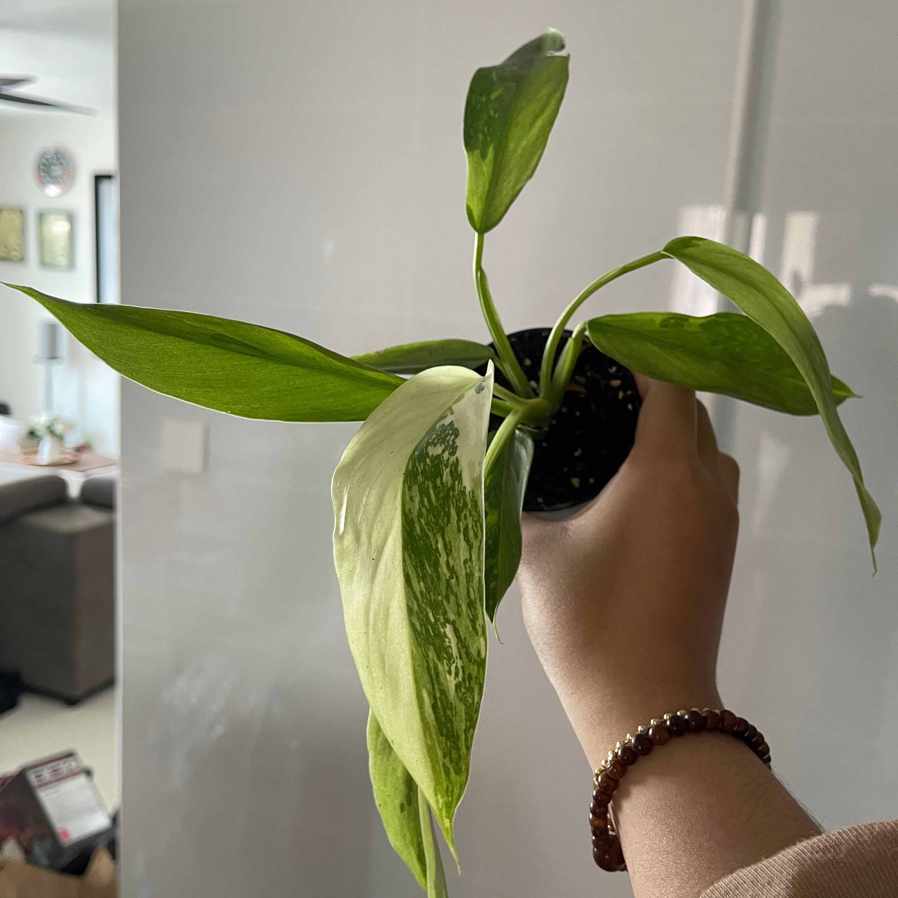 Philodendron 'Jose Buono' plant held by a hand, showing healthy green leaves with variegation.