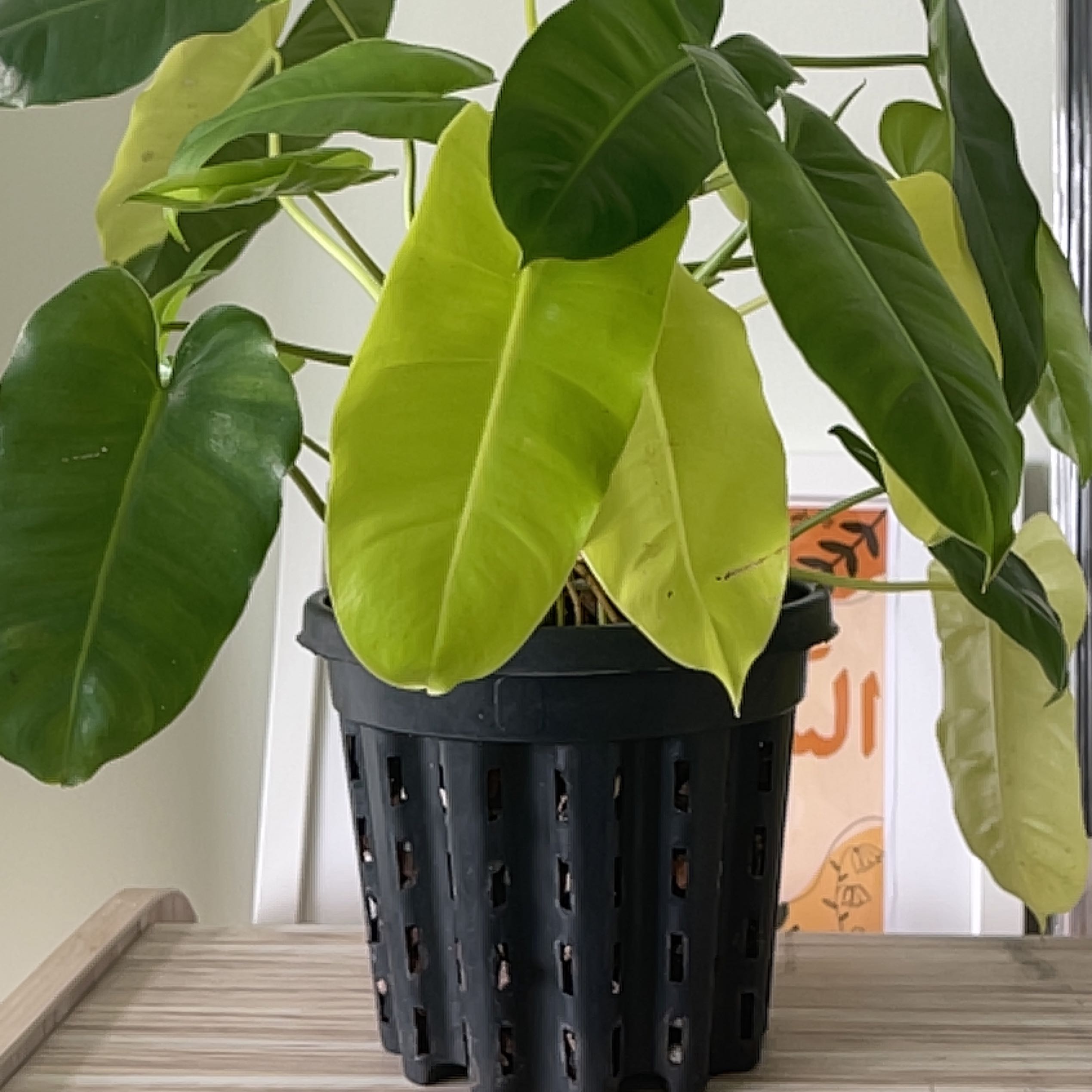 Philodendron Burle Marx plant in a black pot with some yellowing leaves.