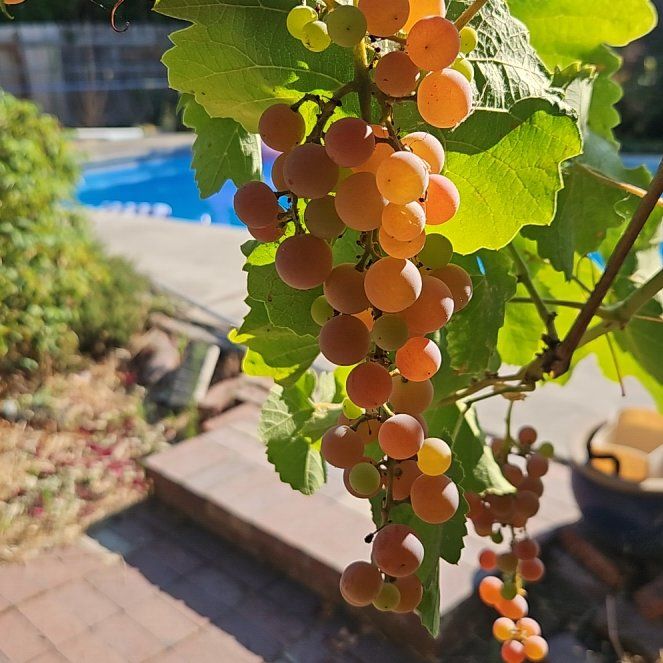 Photo of the plant species Wine Grape by @QuaintHollyhock named Bruce Lee on Greg, the plant care app