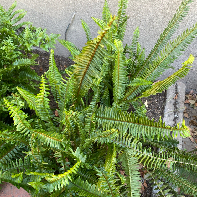 Photo of the plant species California Sword Fern by @OrganicMingfern named Cleopatra on Greg, the plant care app