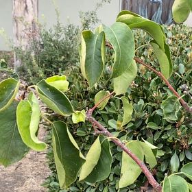 Photo of the plant species Asian pear by @OrganicMingfern named Einstein on Greg, the plant care app