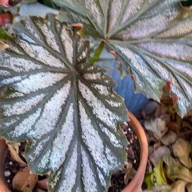 Photo of the plant species Tuberous begonias by @OrganicMingfern named Lebron on Greg, the plant care app