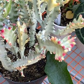 Photo of the plant species Dragon Bone by @OrganicMingfern named Bones on Greg, the plant care app