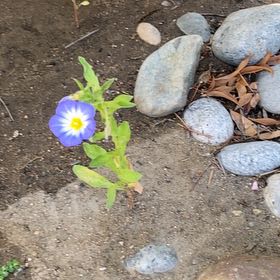 Photo of the plant species Dwarf Morning-Glory by @OrganicMingfern named Maya on Greg, the plant care app