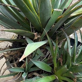 Photo of the plant species Caribbean Agave by @OrganicMingfern named Homer on Greg, the plant care app