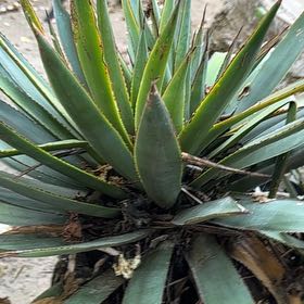 Photo of the plant species Caribbean Agave by @OrganicMingfern named Apollo on Greg, the plant care app