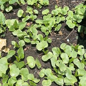 Photo of the plant species Asian Ponysfoot by @OrganicMingfern named Captain Plant-it on Greg, the plant care app