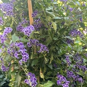 Photo of the plant species Golden Dewdrop by @OrganicMingfern named Prince on Greg, the plant care app