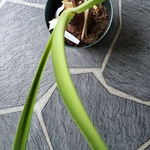 Photo of the plant species Ferrari Amaryllis by @SunnyPalmier named Terra on Greg, the plant care app