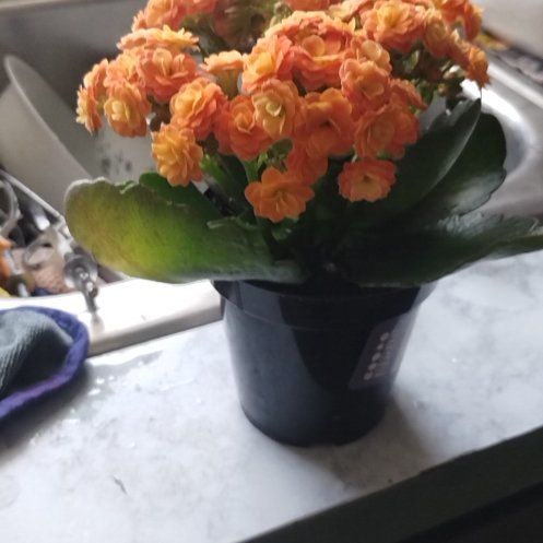 Photo of the plant species AGNES ORANGE by @PerkyBucaneve named Diana on Greg, the plant care app