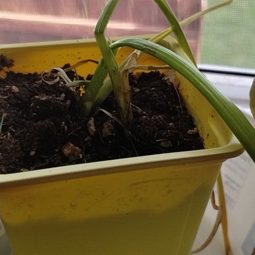 Photo of the plant species Daffodil by @PerkyBucaneve named Keanu Leaves on Greg, the plant care app