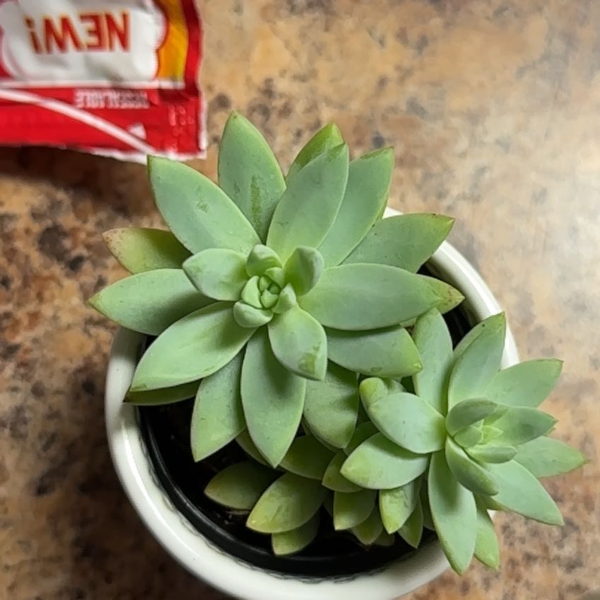 Healthy Sedeveria 'Harry Butterfield' succulent in a small pot.