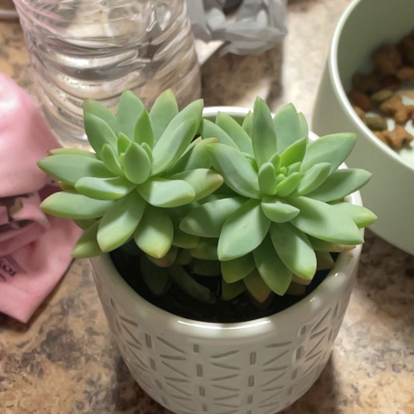 Healthy Sedeveria 'Harry Butterfield' succulent in a white pot with a rosette leaf pattern.