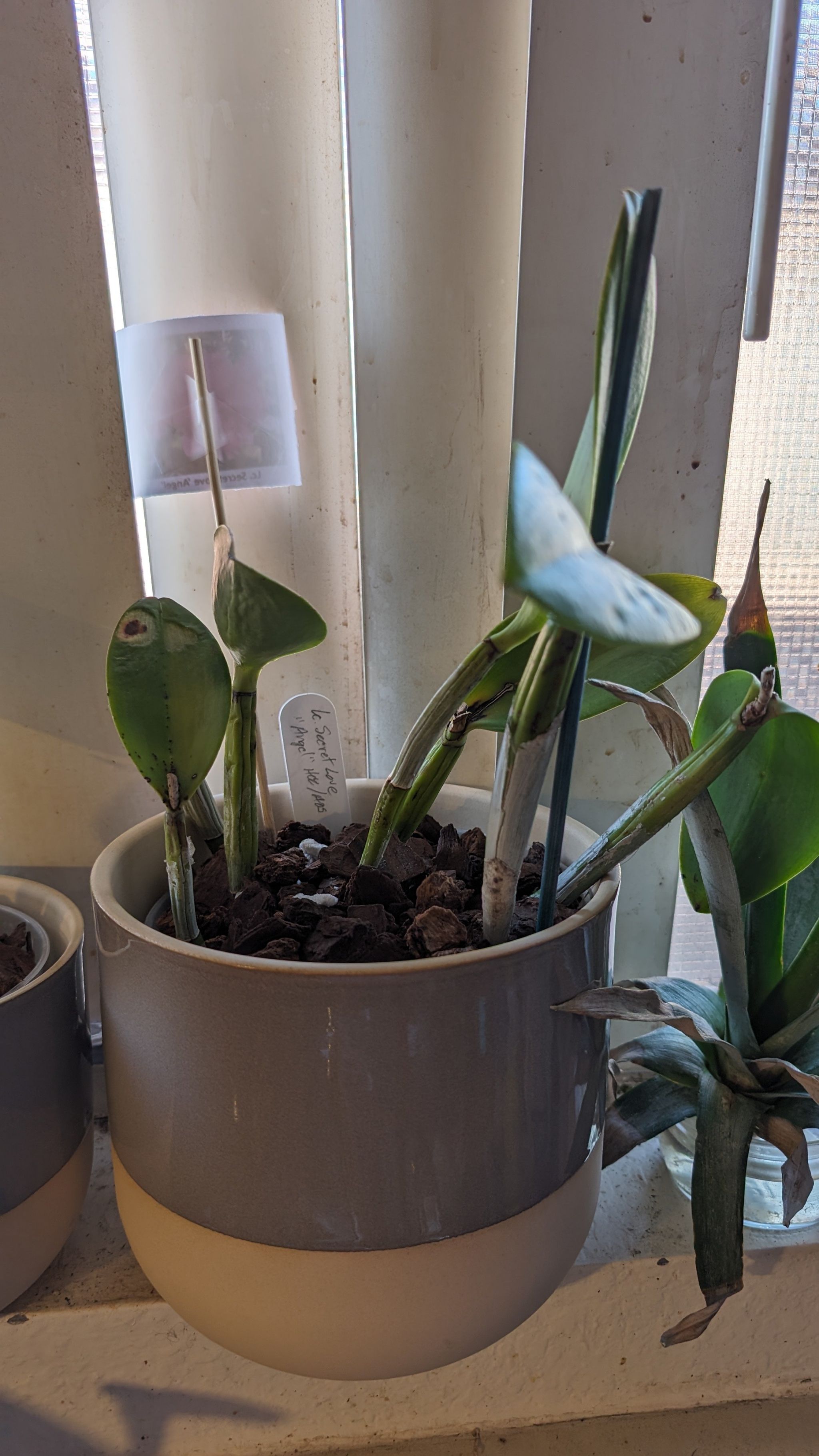 Plant care for Cattlianthe 'Wossner Orange Digger' on Greg, the plant care app