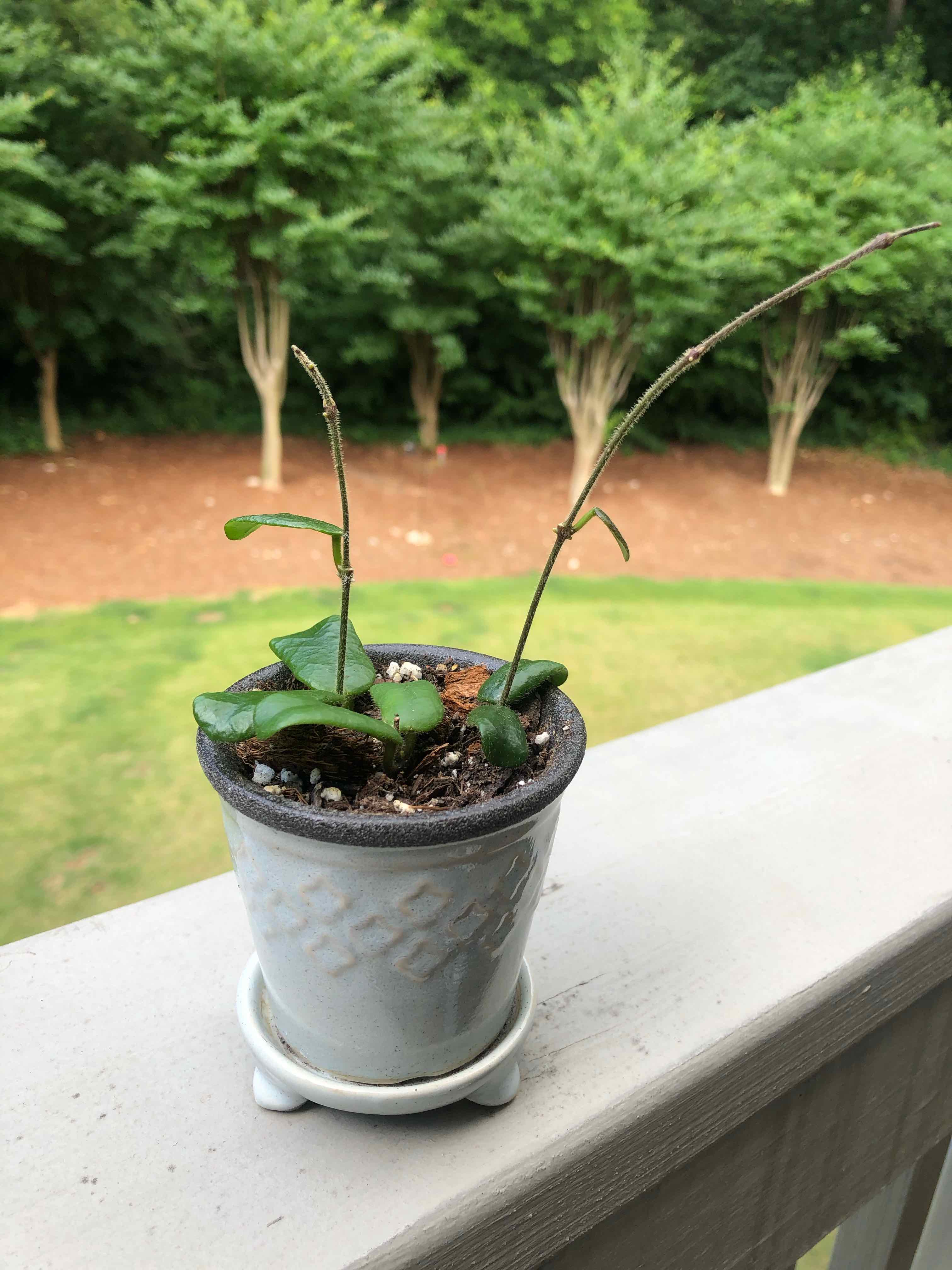 Potted Hoya rotundiflora plant with green leaves and bare stems on a ledge.