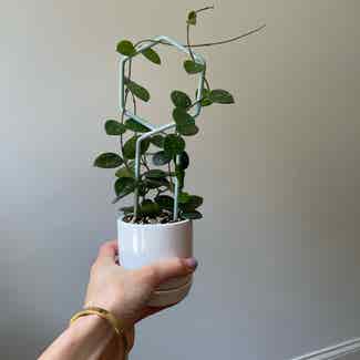 Hoya 'Mathilde' plant in Somewhere on Earth