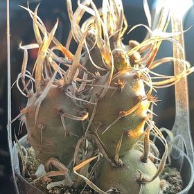 Photo of the plant species Opuntia articulata var. papyracantha by @BetterFlax26 named Taylor Swift on Greg, the plant care app