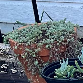 Photo of the plant species Woolly Thyme by @IncisivePersia named Walt on Greg, the plant care app