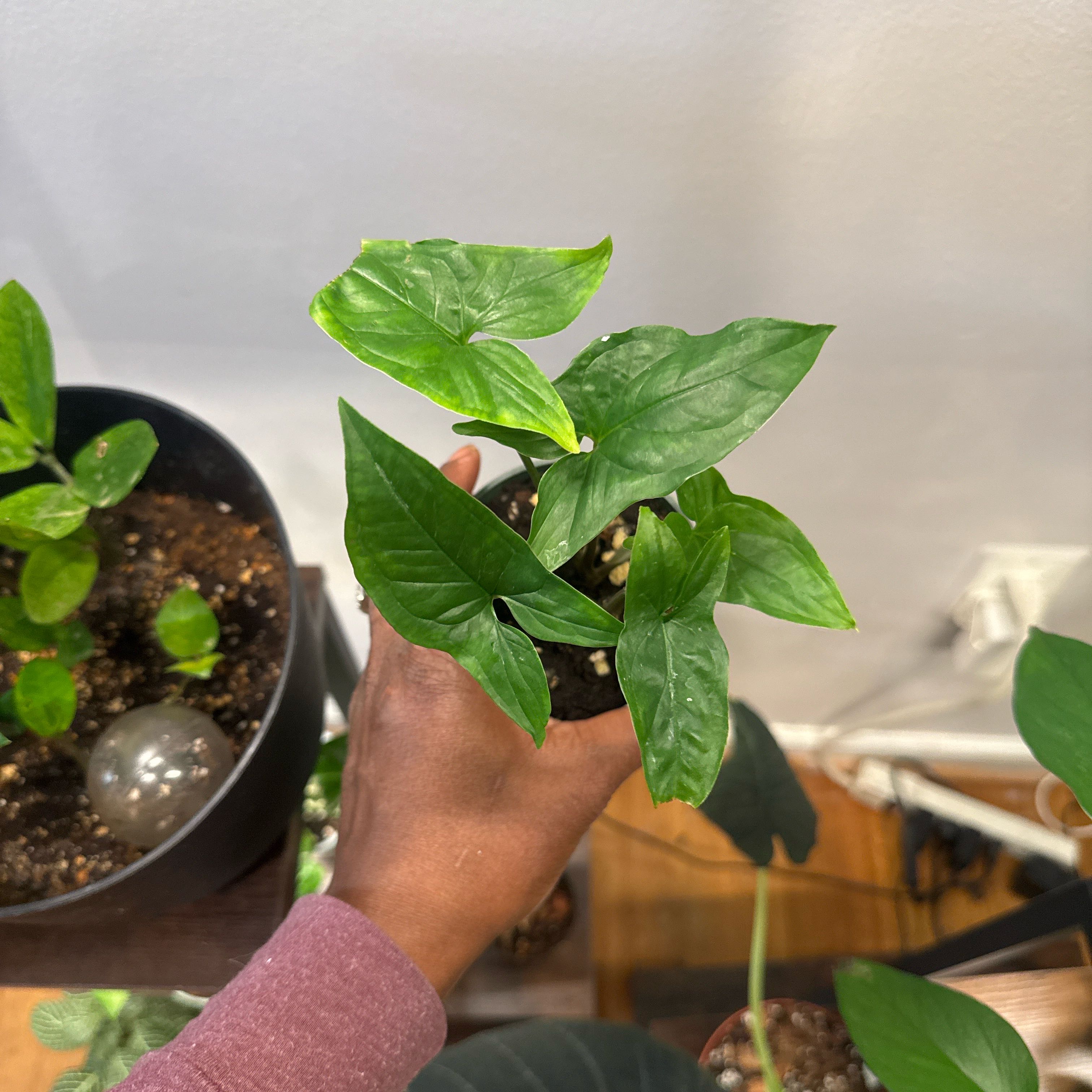 Photo of the plant species Syngonium Podophyllum Emerald Gem by @AlydaKid named Emmy G on Greg, the plant care app
