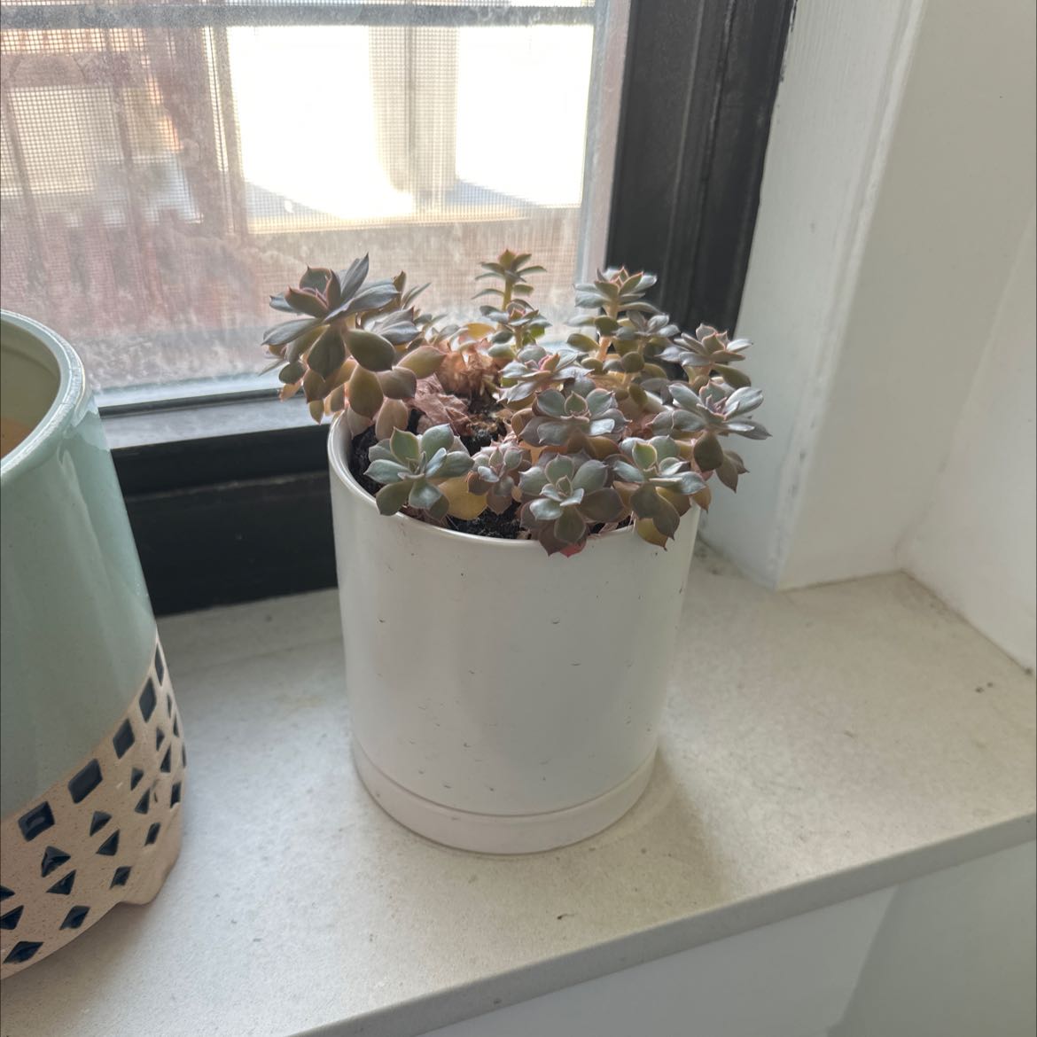 Photo of the plant species Ghost Plant by Katherine named White Window on Greg, the plant care app