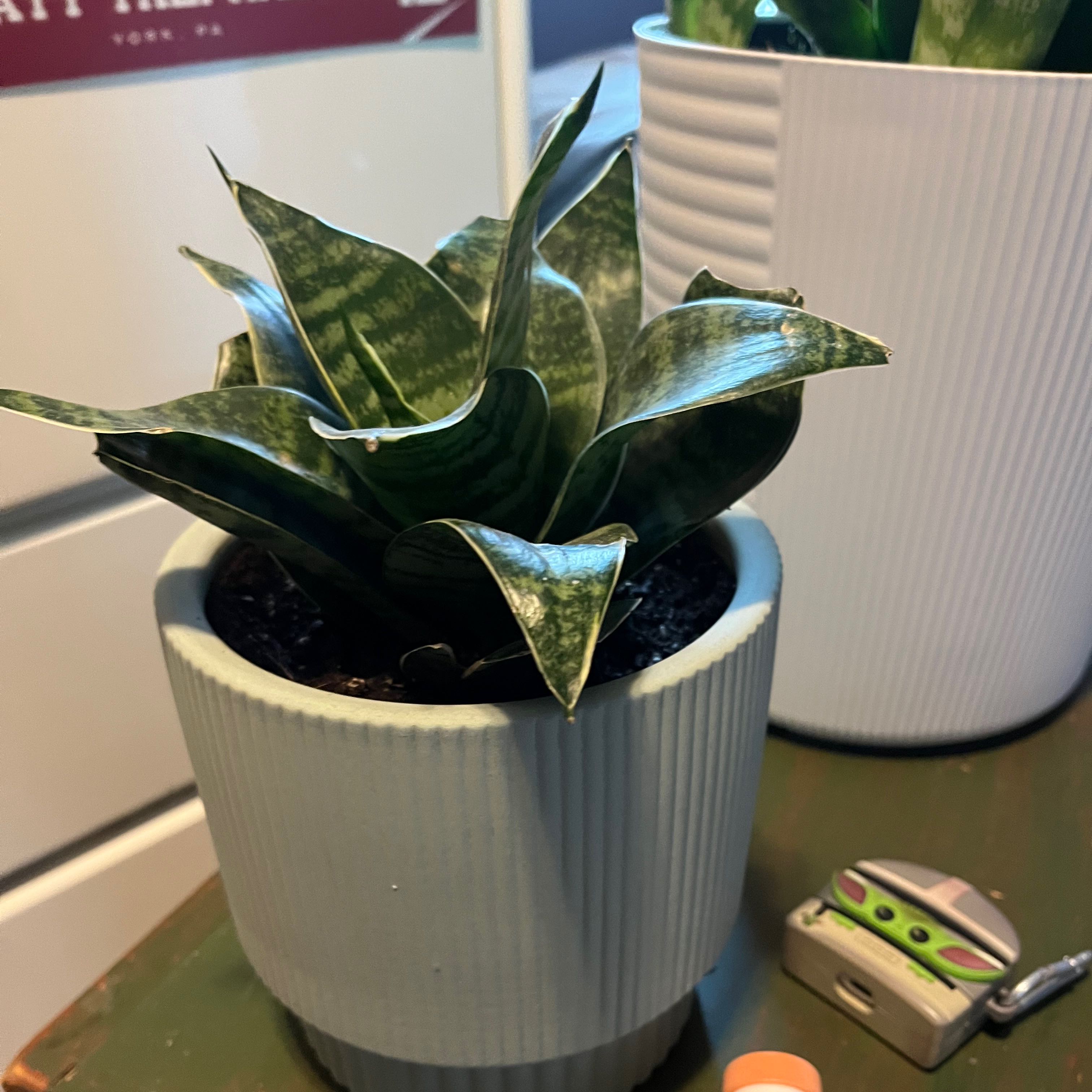 Photo of the plant species dwarf snake plant ocean star by @silvanemic named Plato on Greg, the plant care app