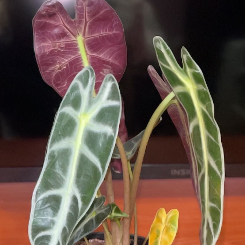 Photo of the plant species Alocasia Black Velvet Ninja by @silvanemic named Duke on Greg, the plant care app
